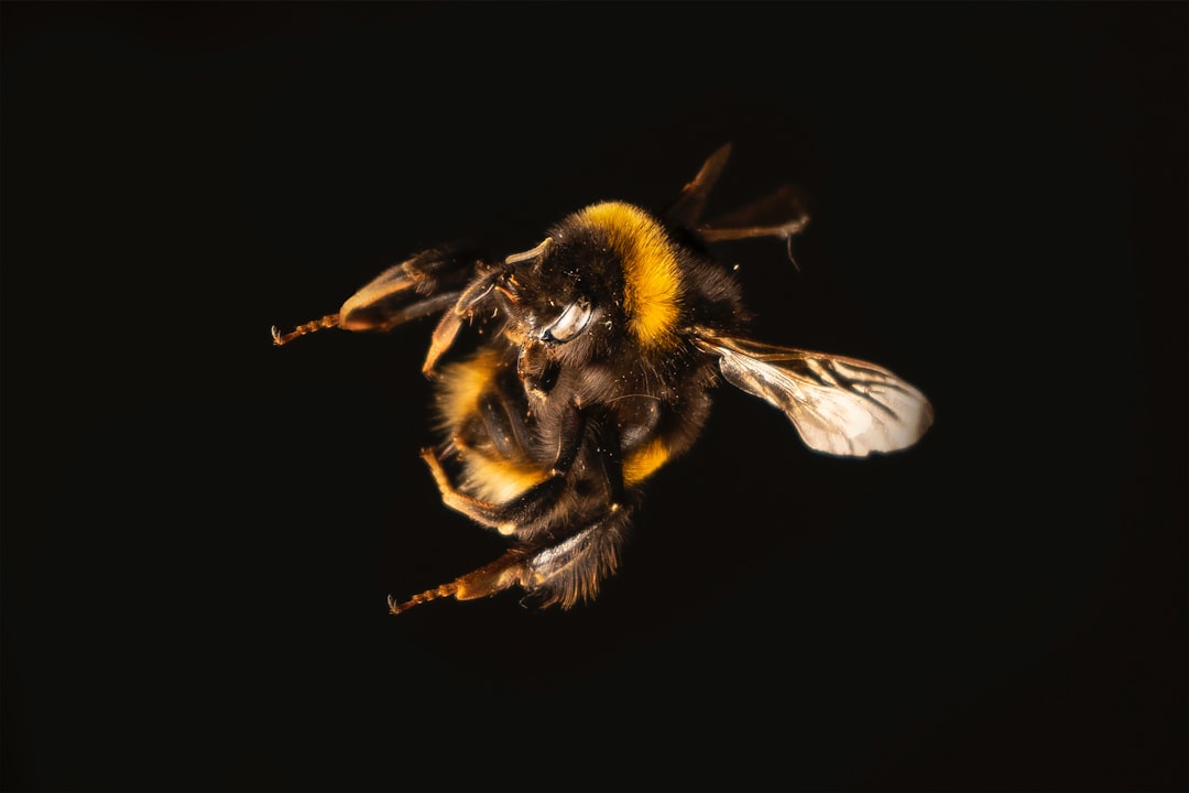 Perplexity Open-Sources Bumblebee: A Read-Only Supply-Chain Scanner for Developer Endpoints